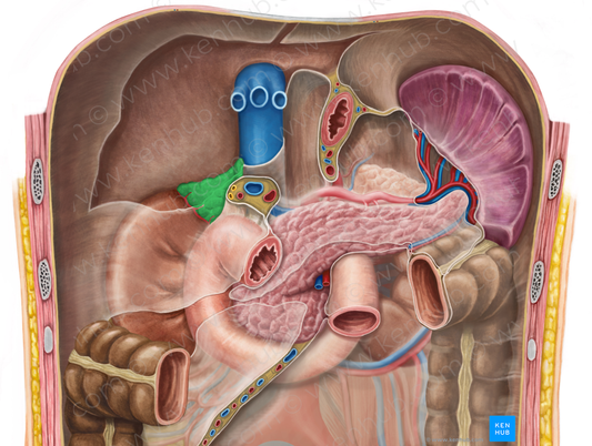 Right suprarenal gland (#4126)