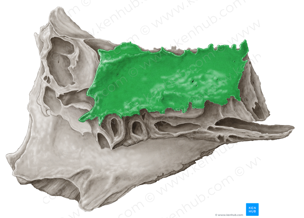 Orbital plate of ethmoid bone (#4403)
