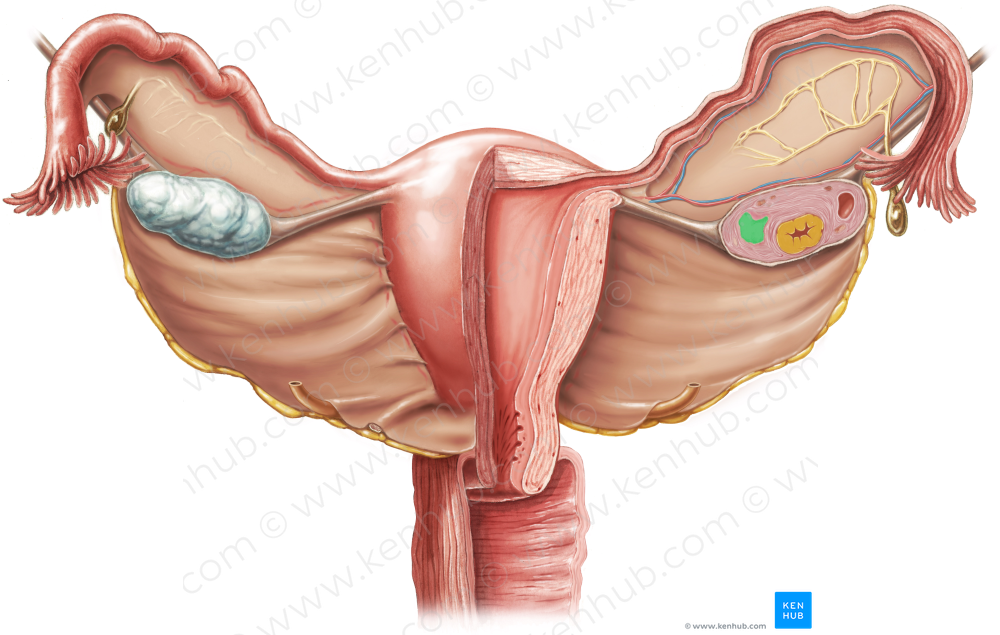 Corpus albicans (#2885)