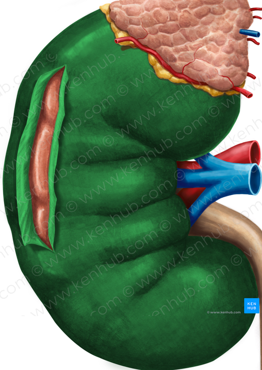 Renal capsule (#2363)