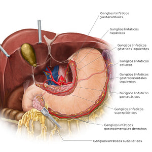 Lymphatics of the stomach and liver (Spanish)