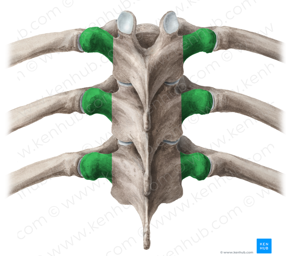 Transverse process of vertebra (#8343)