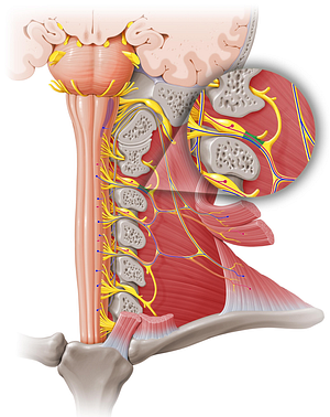 Spinal nerve C2 (#6729)