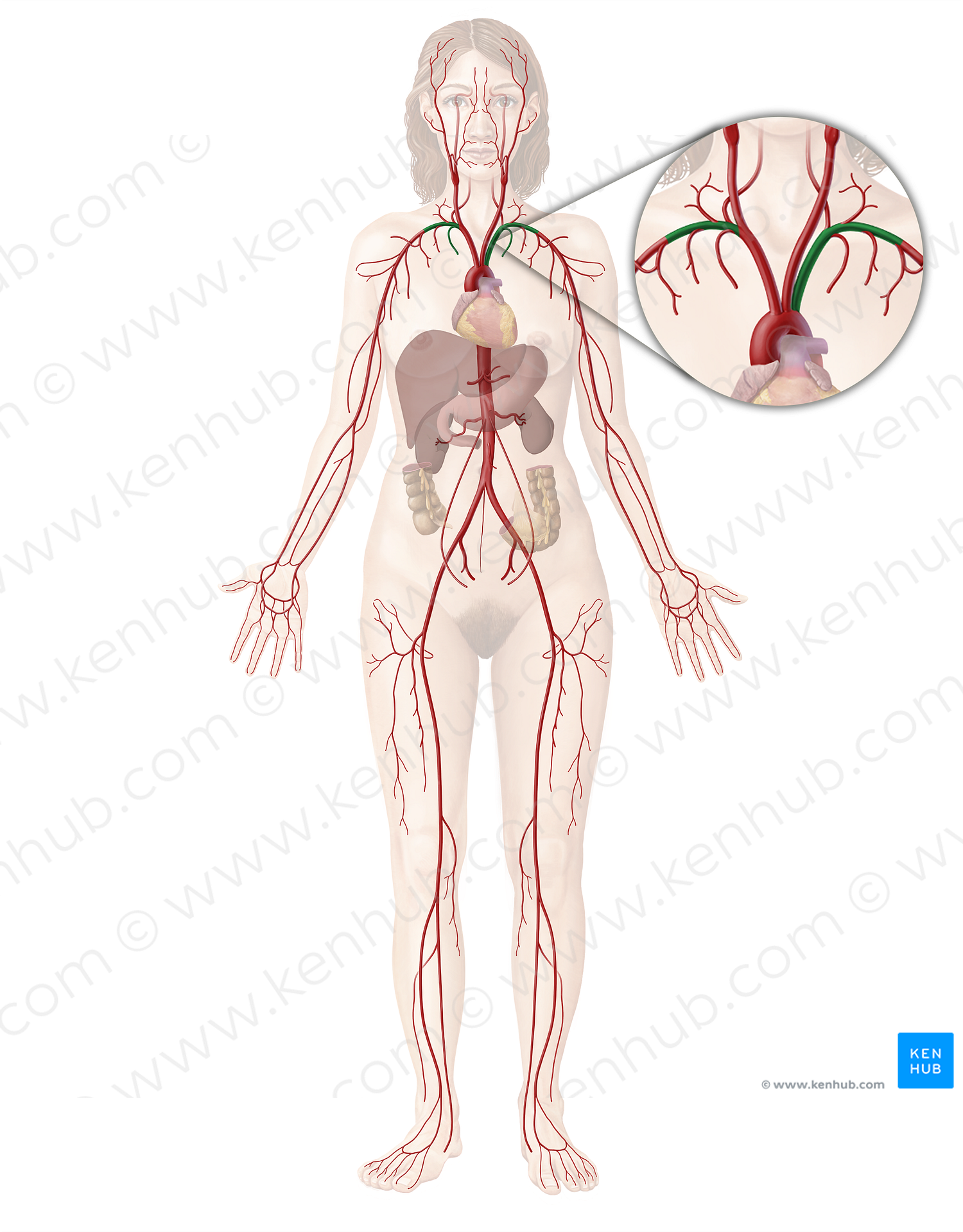 Subclavian artery (#1812)