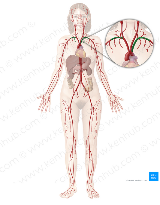 Subclavian artery (#1812)