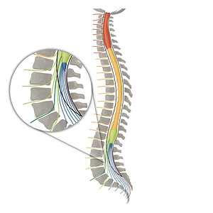 Spinal nerve L4 (#16120)