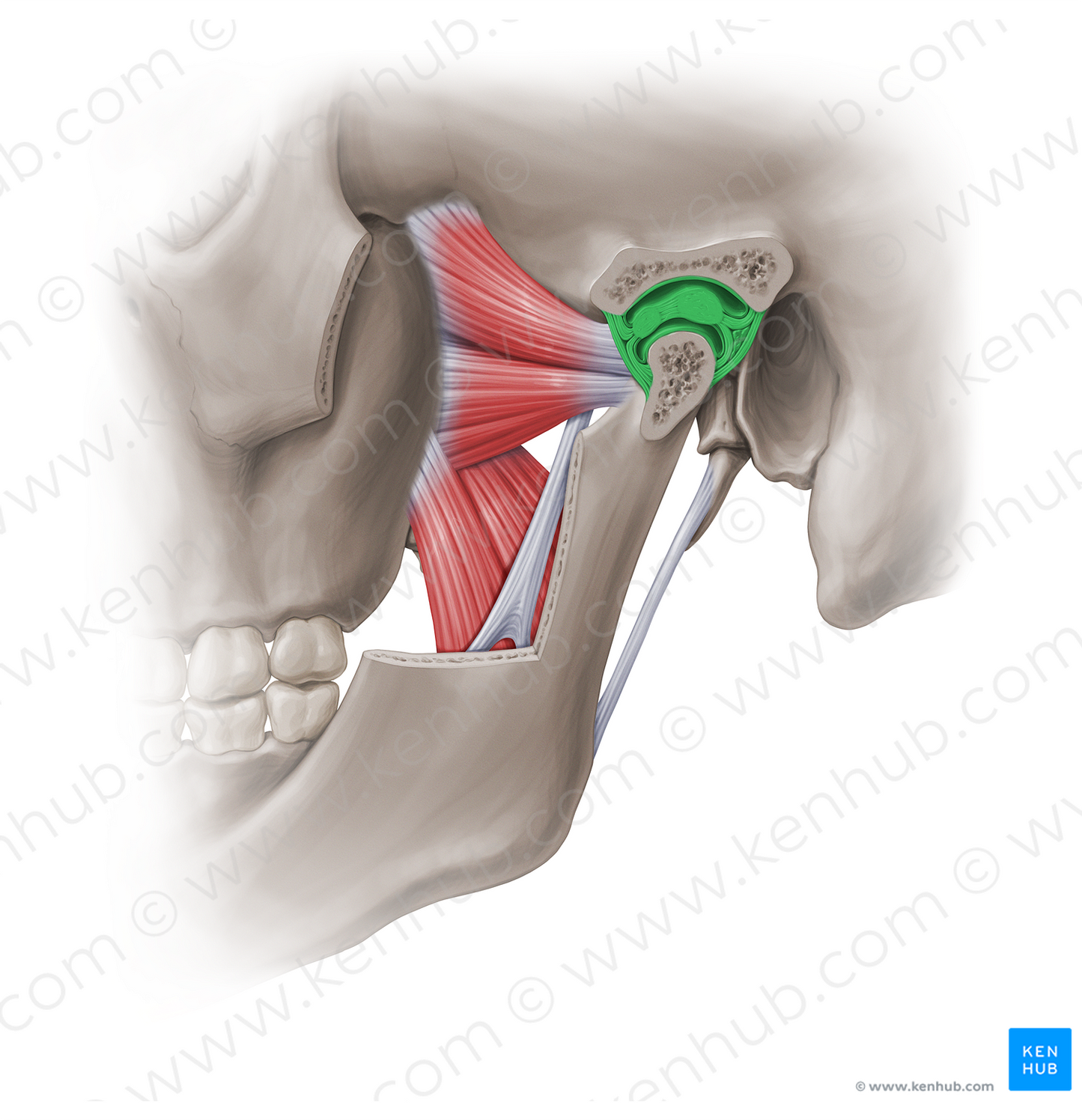 Temporomandibular joint (#18879)