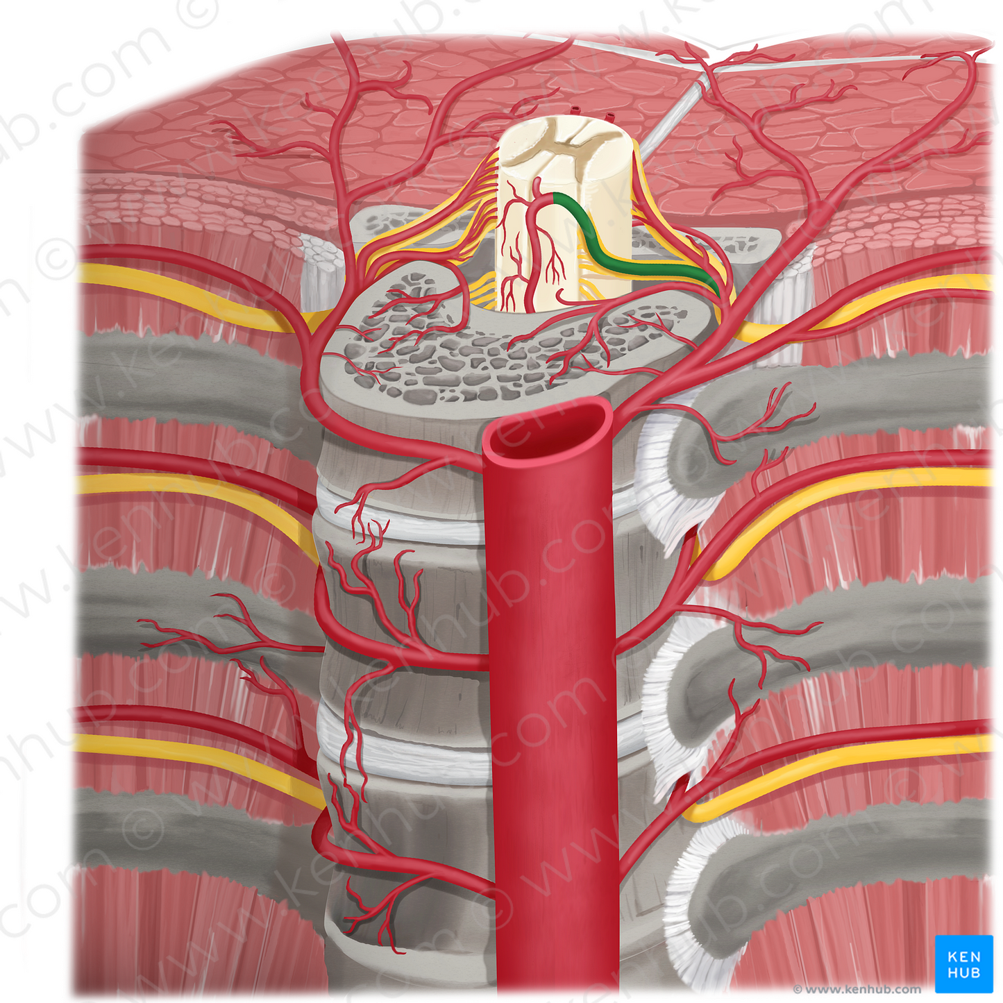 Anterior segmental medullary artery (#1503)