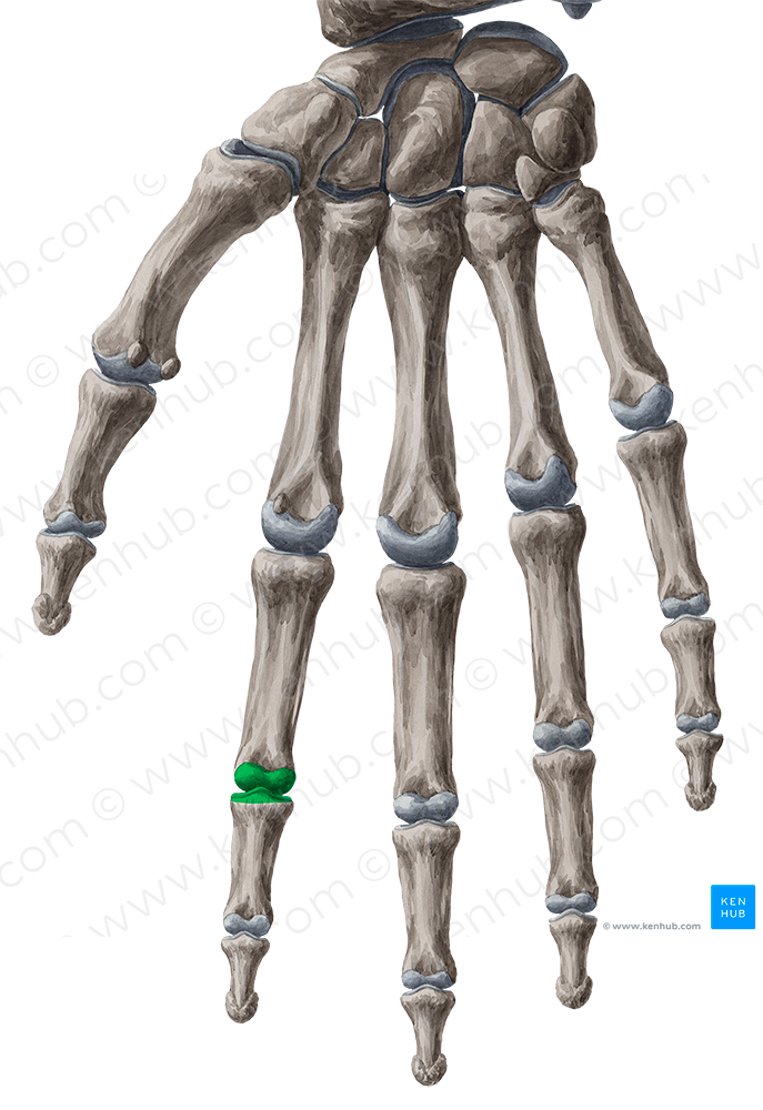 Proximal interphalangeal joint of 2nd finger (#2020)