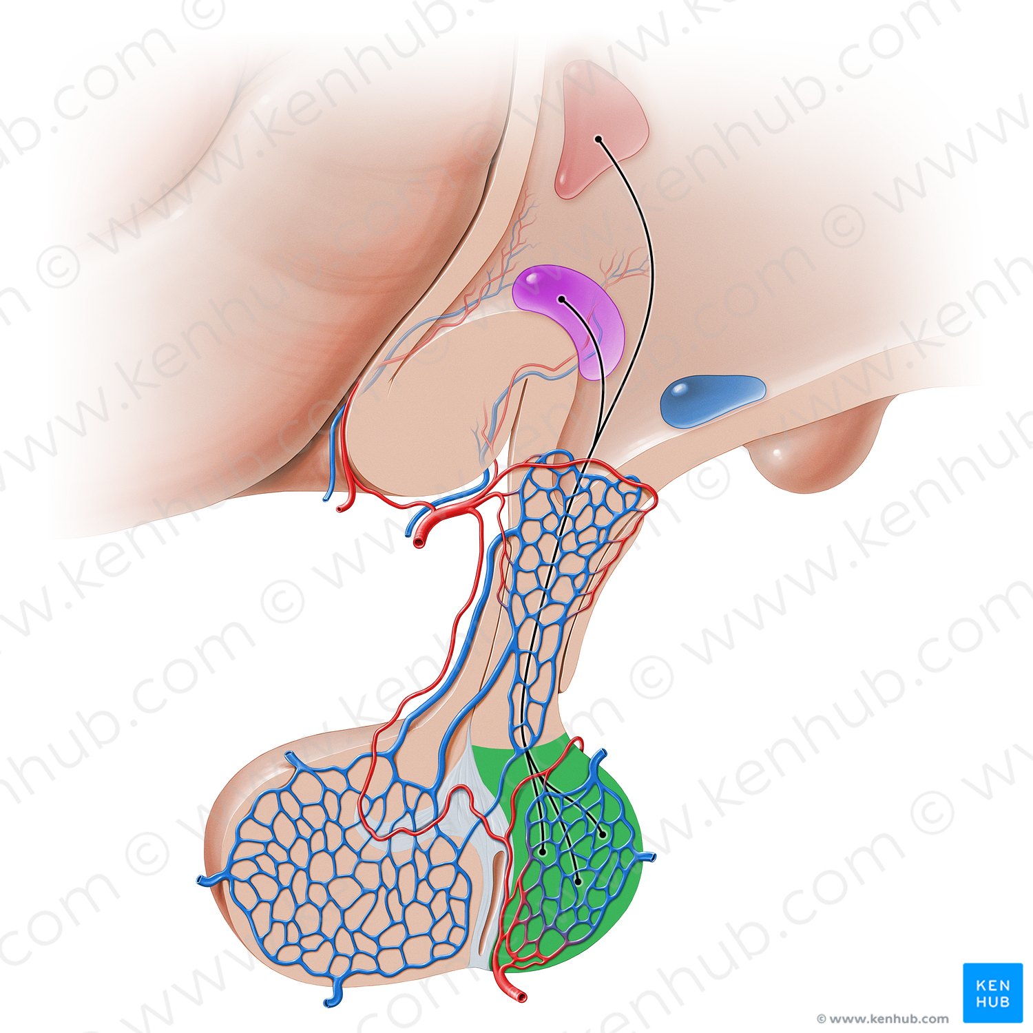 Pars nervosa of hypophysis (#16232)