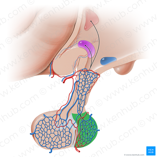 Pars nervosa of hypophysis (#16232)