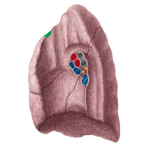 Impression for 1st rib of right lung (#21325)