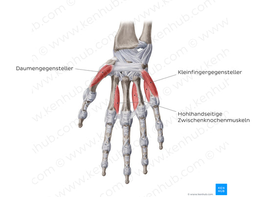 Muscles of the hand: deepest muscles (German)