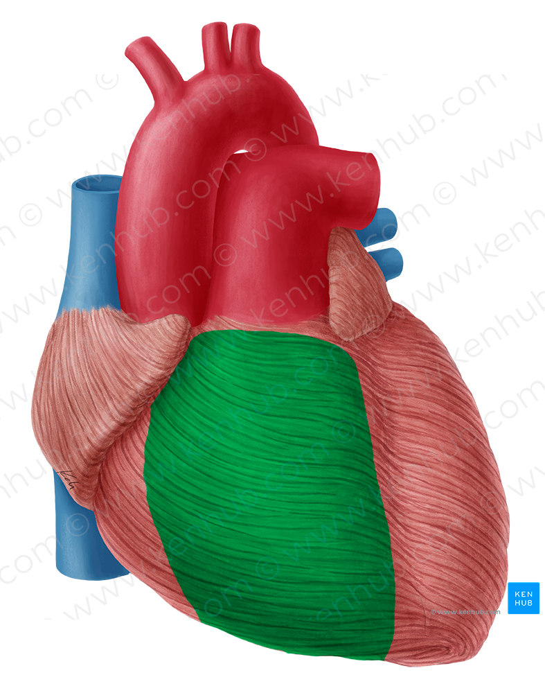 Right ventricle of heart (#10695)