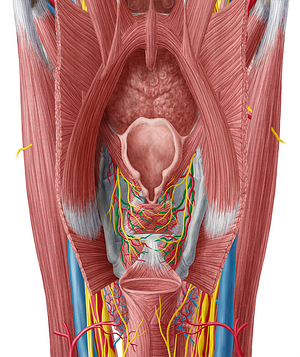 Superior laryngeal vein (#10383)