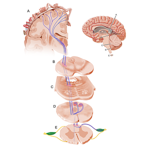 Spinal ganglion (#12085)