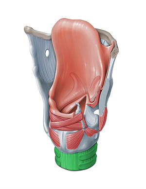 Trachea (#18332)