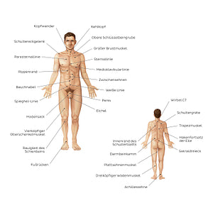 Male body surface anatomy (German)