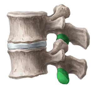 Inferior articular process of vertebra (#21689)