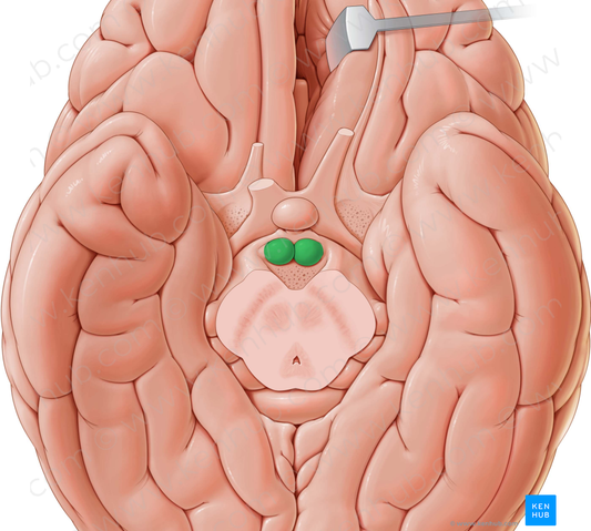 Mammillary body (#2964)