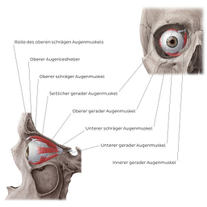 Muscles of the orbit (German)