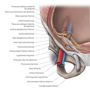 Inguinal canal (Portuguese)