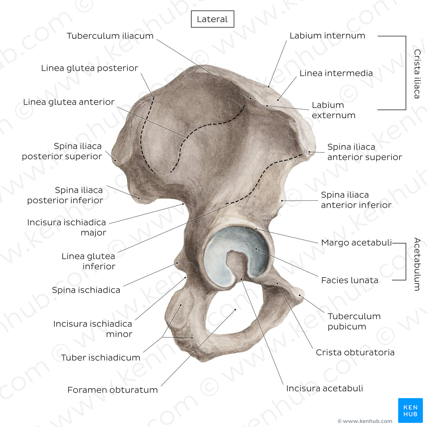 Hip bone (lateral view) (Latin)