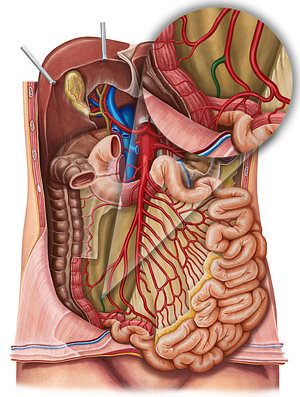 Posterior cecal artery (#918)