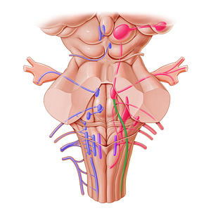 Spinal nucleus and tract of trigeminal nerve (#7200)