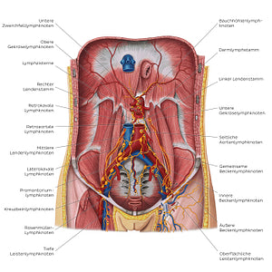 Lymphatics of the posterior abdominal wall (German)