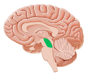 Tegmentum of midbrain (#9418)