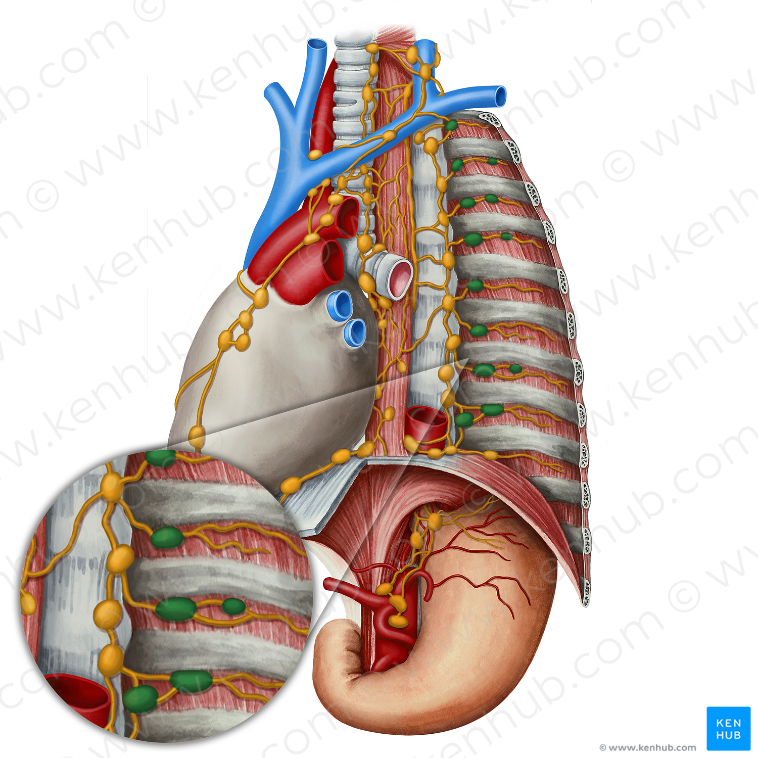 Intercostal lymph nodes (#7038)