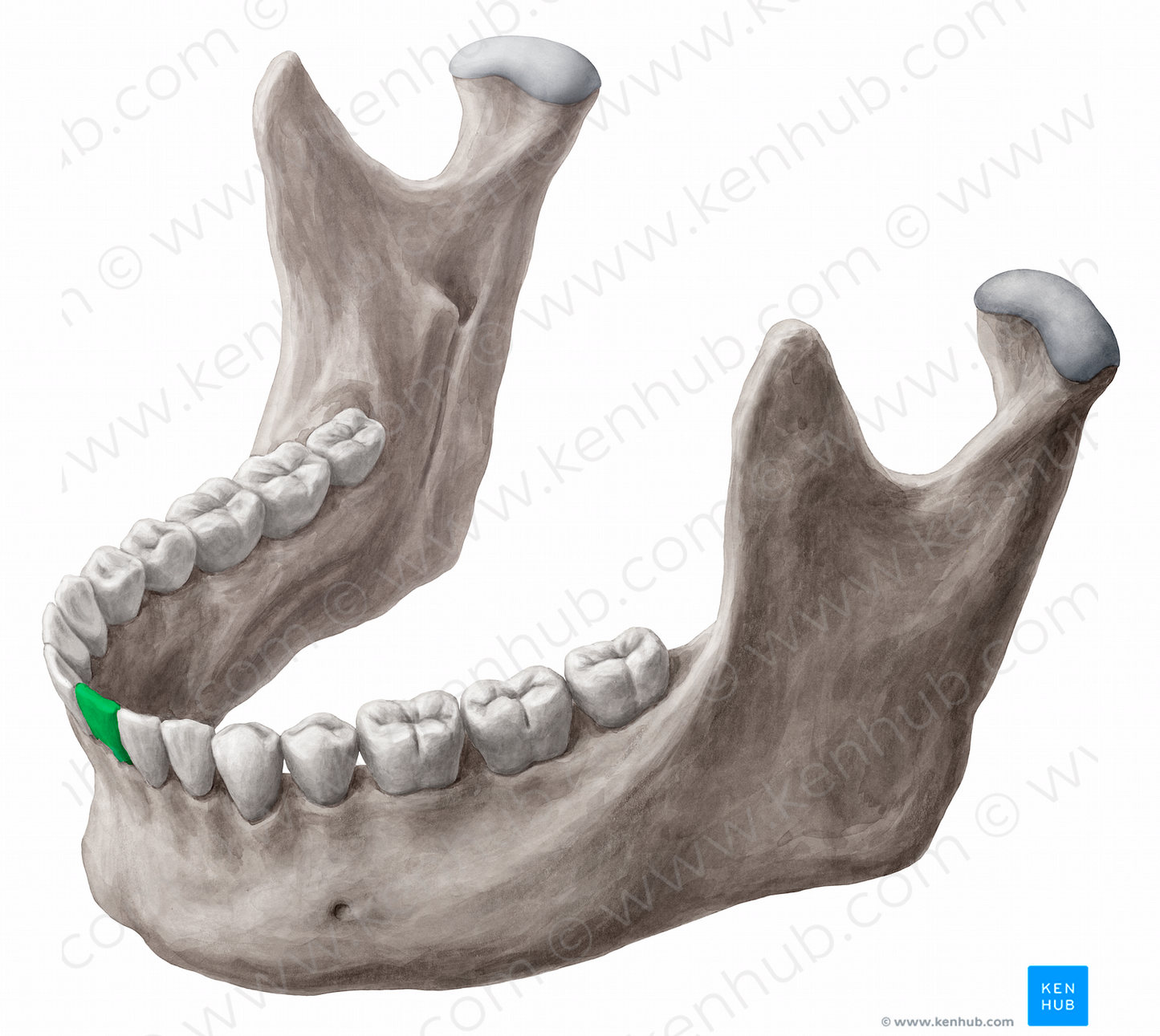 Mandibular left central incisor tooth (#12849)