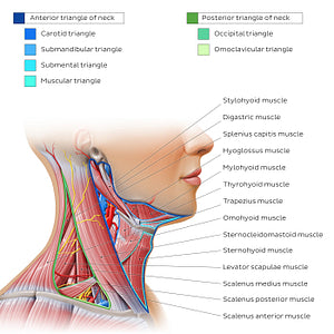 Triangles of the neck (English)