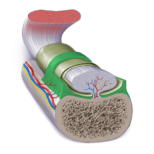 Fibrous layer of tendon sheath (#17276)