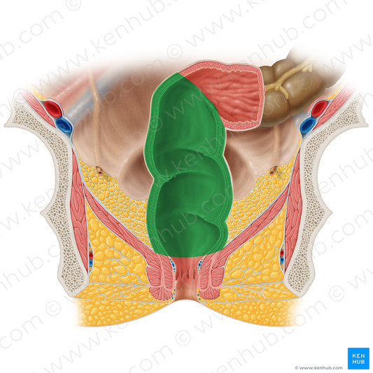 Rectum (#8884)