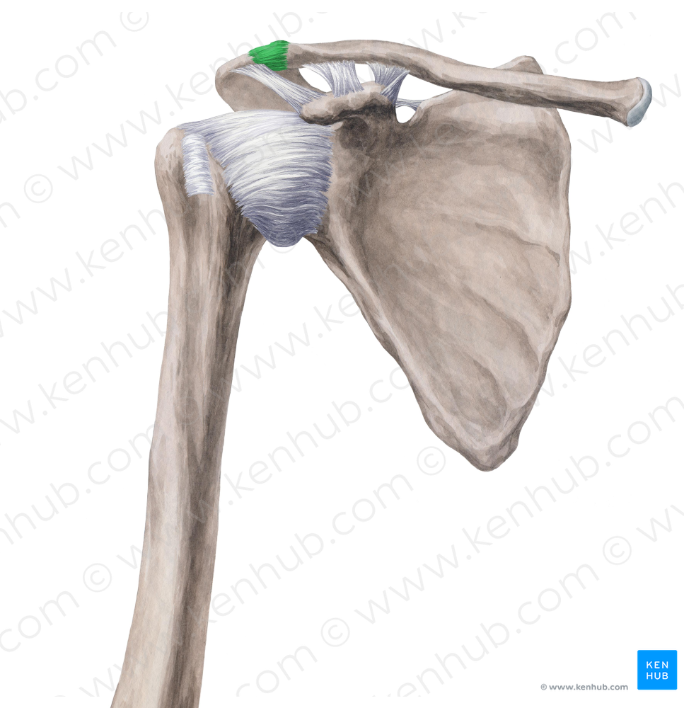 Acromioclavicular joint (#2000)