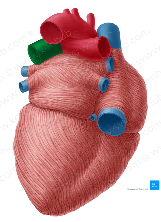 Left pulmonary artery (#1697)