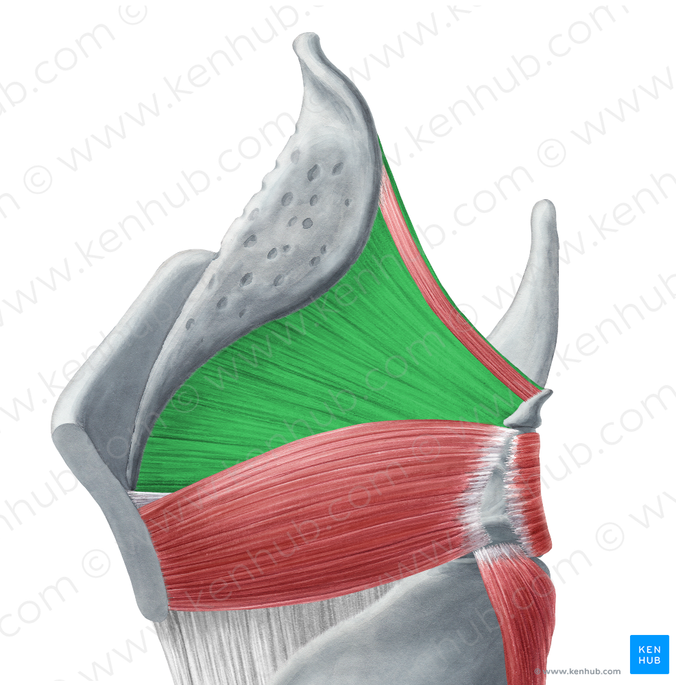 Quadrangular membrane (#5051)