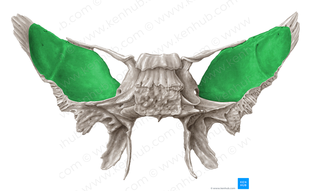 Cerebral surface of sphenoid bone (#3486)