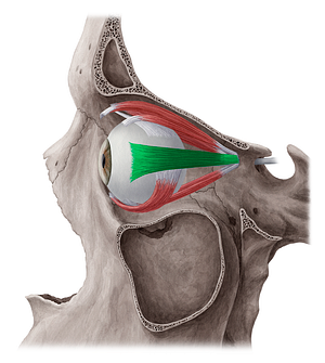 Lateral rectus muscle (#5865)