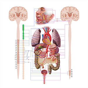 Cervical part of sympathetic trunk (#18617)