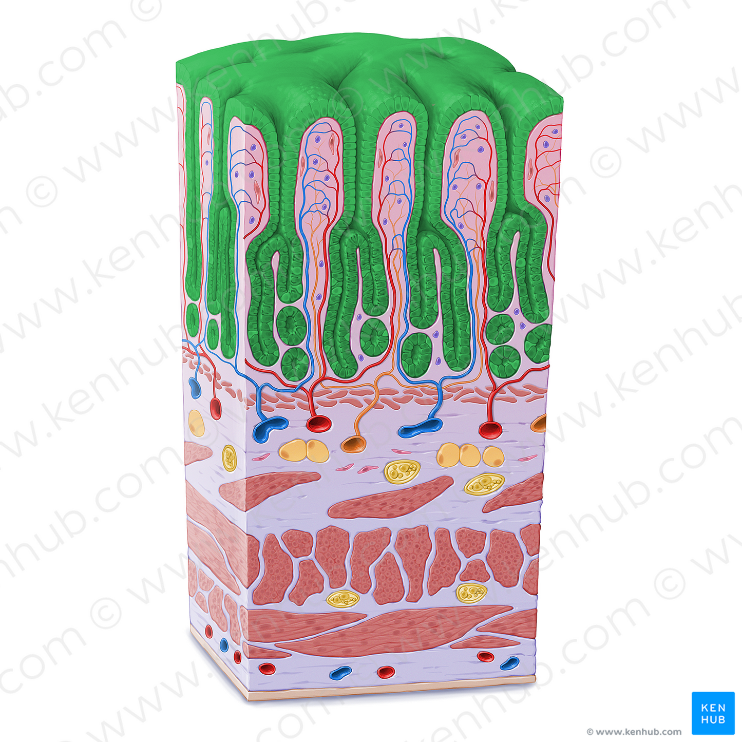 Simple columnar epithelium (#21613)