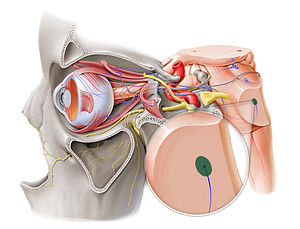 Nucleus of abducens nerve (#7216)