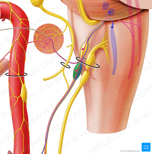 Inferior ganglion of glossopharyngeal nerve (#3976)