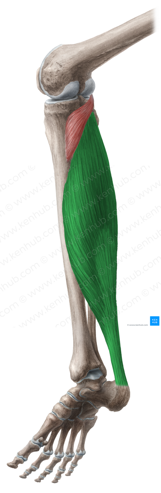 Soleus muscle (#5962)