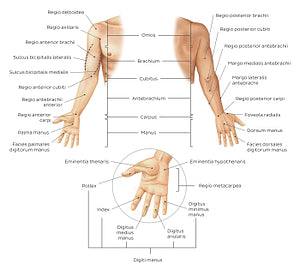 Regions of the upper extremity (Latin)