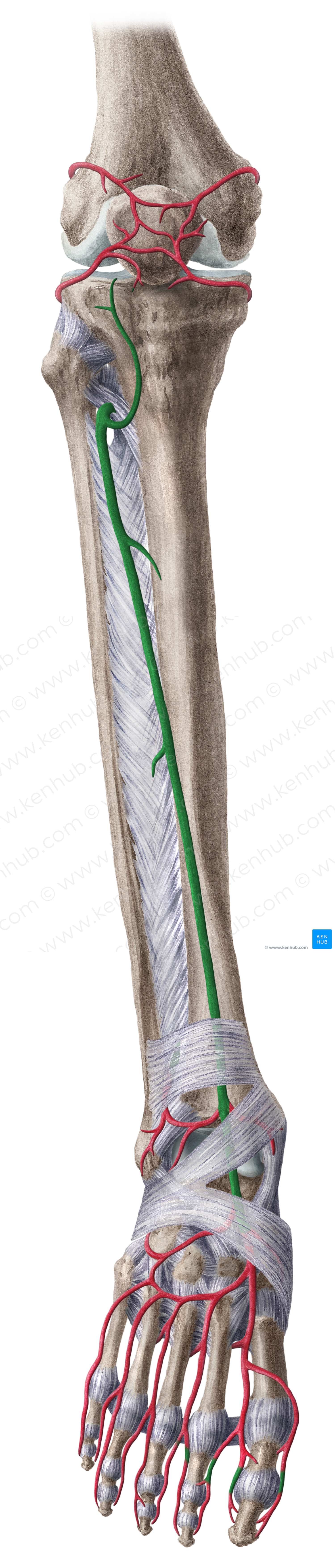 Anterior tibial artery (#1939)