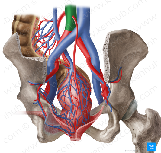 Abdominal aorta (#697)