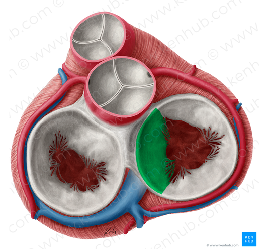 Septal leaflet of right atrioventricular valve (#3188)